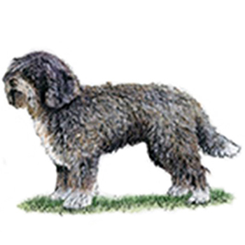 Spanish Water Dog - Click Image to Close